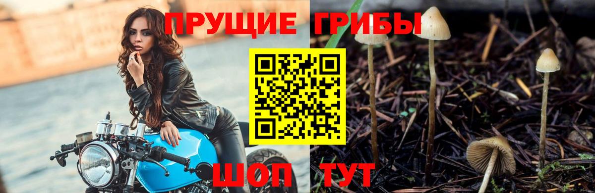 Псилоцибиновые грибы мицелий  Вход с VPN  Псилоцибиновые грибы Psilocybe  Похвистнево 